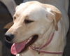 Maddie the Yellow Lab