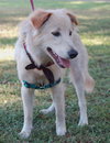 Kelly the Spitz