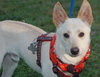 Regis the Spitz