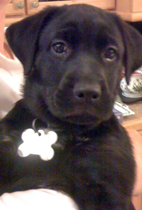 Georgia the Lab Puppy