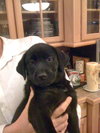 Georgia the Lab Puppy