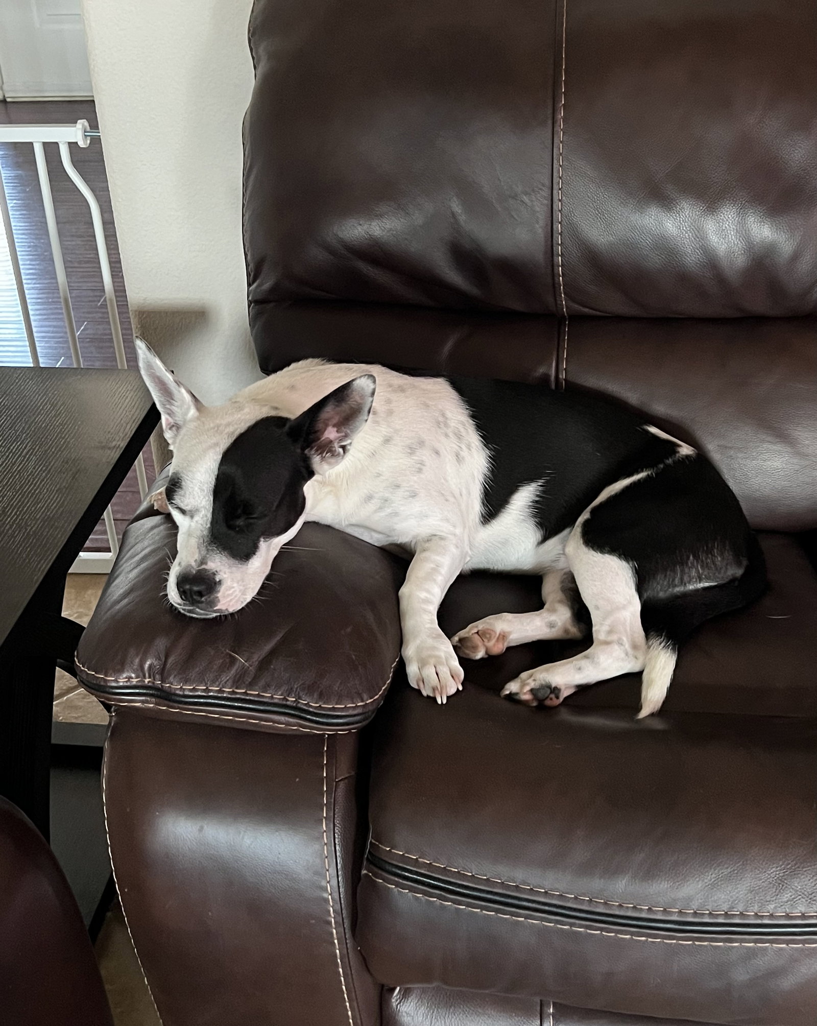 Dog for Adoption Kaya, a American Bulldog in Ormond Beach, FL Alpha Paw