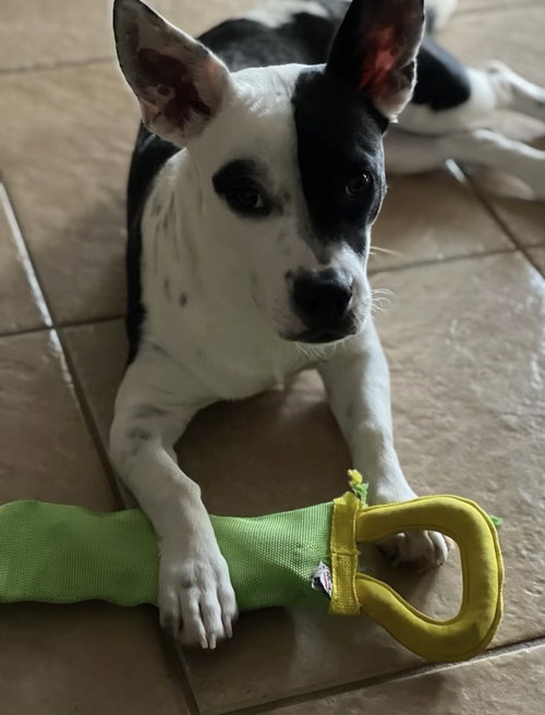 Kaya