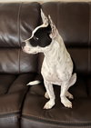 Kaya
