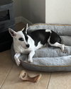 Kaya