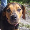 Copper the Coonhound