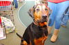 Copper the Coonhound