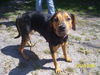 Vixey the Coonhound