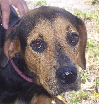 Vixey the Coonhound