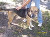 Georgie the Hound