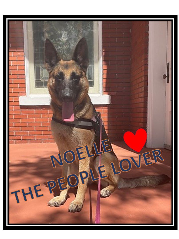 adoptable Dog in Sanford, FL named Noelle
