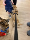 Ralphie *BONDED WITH RANDY*