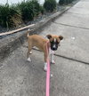 Roxie