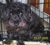 Reggie the Cairn Terrier