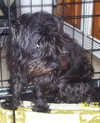 Reggie the Cairn Terrier