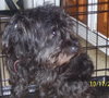 Reggie the Cairn Terrier