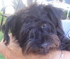 Reggie the Cairn Terrier