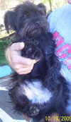 Reggie the Cairn Terrier