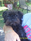 Reggie the Cairn Terrier