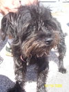 Reggie the Cairn Terrier