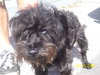 Reggie the Cairn Terrier