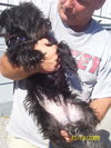 Reggie the Cairn Terrier