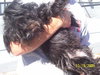 Reggie the Cairn Terrier