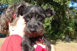 Reggie the Cairn Terrier