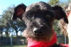 Reggie the Cairn Terrier