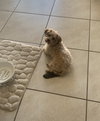 Meggie