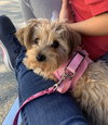 Meggie