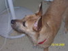 Julia the Cairn Terrier Puppy ~VIDEO~
