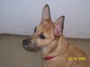 Julia the Cairn Terrier Puppy ~VIDEO~