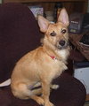 Julia the Cairn Terrier Puppy ~VIDEO~