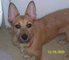 Julia the Cairn Terrier Puppy ~VIDEO~
