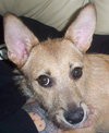 Julia the Cairn Terrier Puppy ~VIDEO~