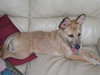 Julia the Cairn Terrier Puppy ~VIDEO~