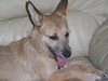 Julia the Cairn Terrier Puppy ~VIDEO~