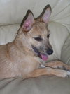 Julia the Cairn Terrier Puppy ~VIDEO~