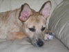 Julia the Cairn Terrier Puppy ~VIDEO~