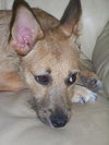 Julia the Cairn Terrier Puppy ~VIDEO~