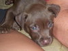 Tillie the Blue Eyed Lab Puppy