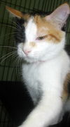 Keysa the Calico