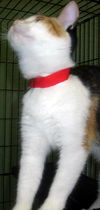 Keysa the Calico
