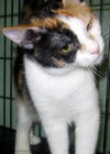 Keysa the Calico