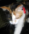 Keysa the Calico