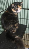 Patch the Calico Kitten