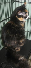 Patch the Calico Kitten