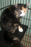 Patch the Calico Kitten