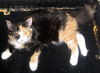 Patch the Calico Kitten